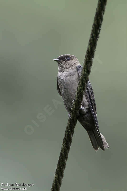 Hirondelle à cuisses blanchesadulte, identification