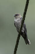 White-thighed Swallow