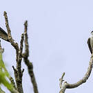 Hirondelle à diadème