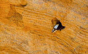 White-backed Swallow