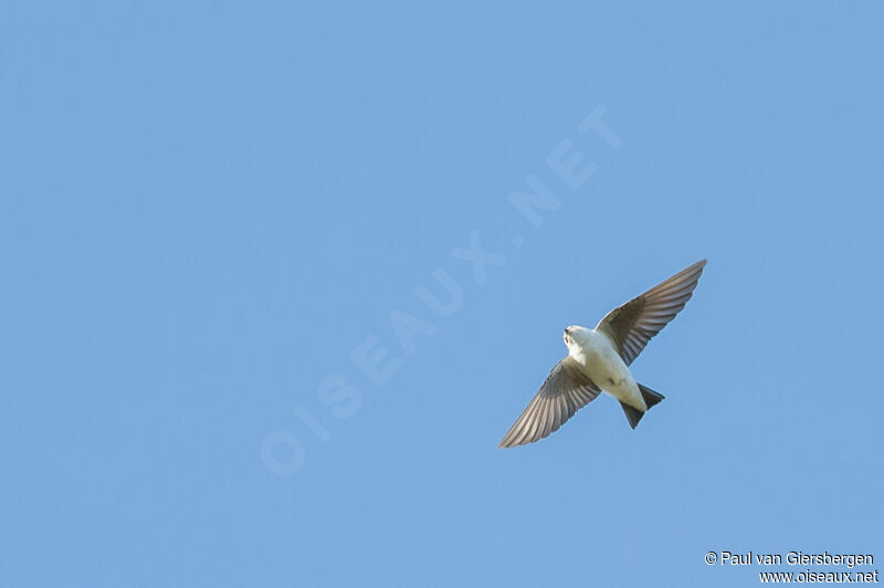 Violet-green Swallow