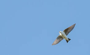 Violet-green Swallow