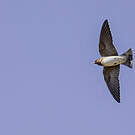 Hirondelle à front blanc