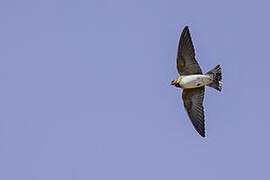 American Cliff Swallow