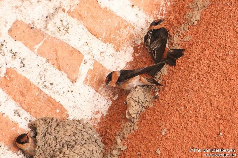 Cave Swallow