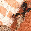 Hirondelle à front brun