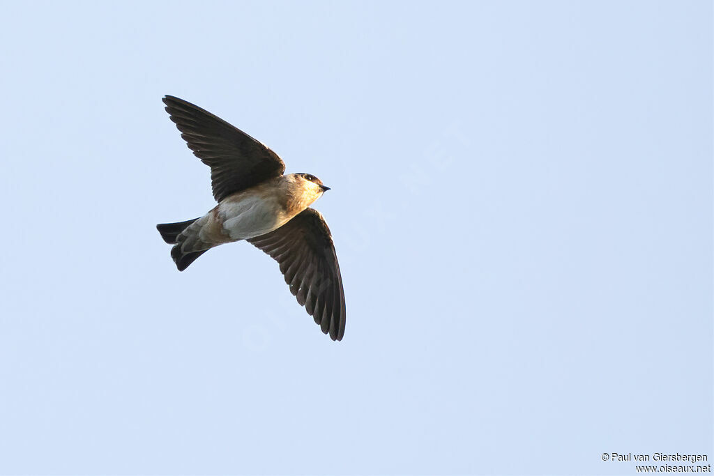 Hirondelle à front brunadulte