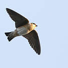 Hirondelle à front brun
