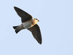 Cave Swallow