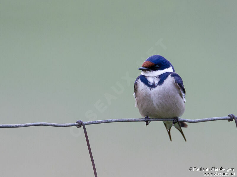 White-throated Swallow