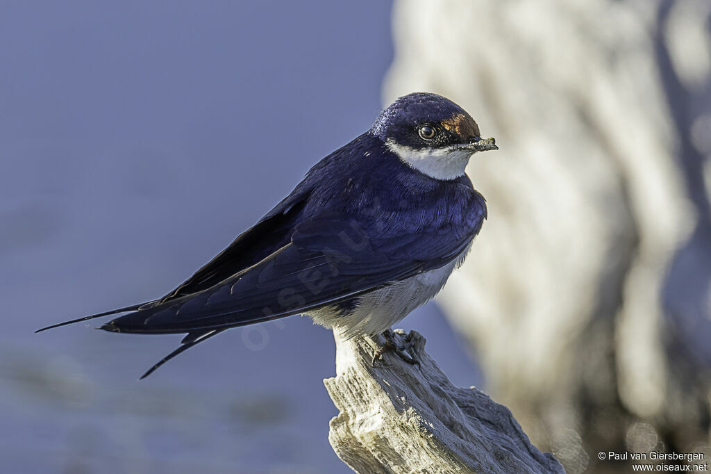 White-throated Swallowadult