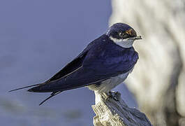 White-throated Swallow