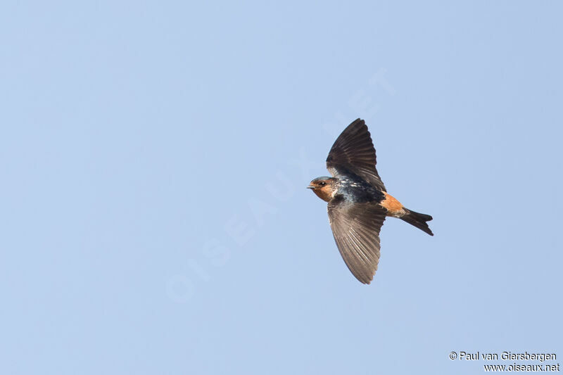 Red-throated Cliff Swallow