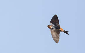 Red-throated Cliff Swallow