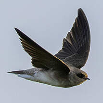 Hirondelle à gorge grise