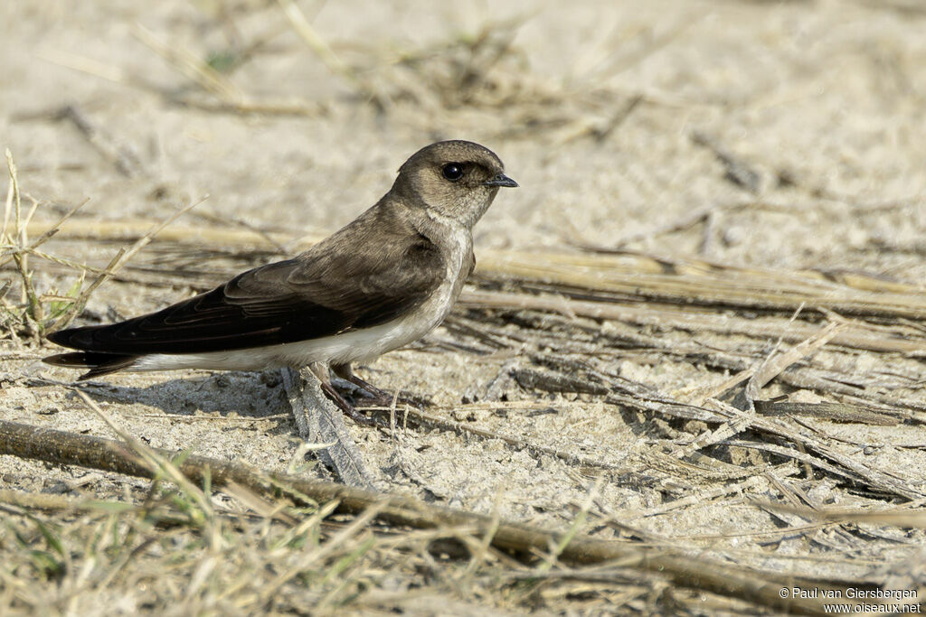 Grey-throated Martinadult