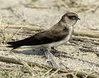 Hirondelle à gorge grise