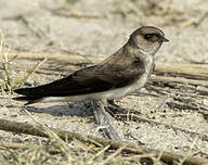 Hirondelle à gorge grise