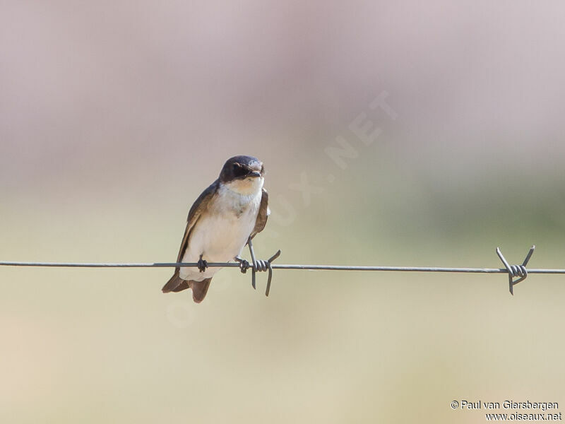 Pearl-breasted Swallow