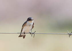 Pearl-breasted Swallow