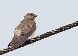 Southern Rough-winged Swallow