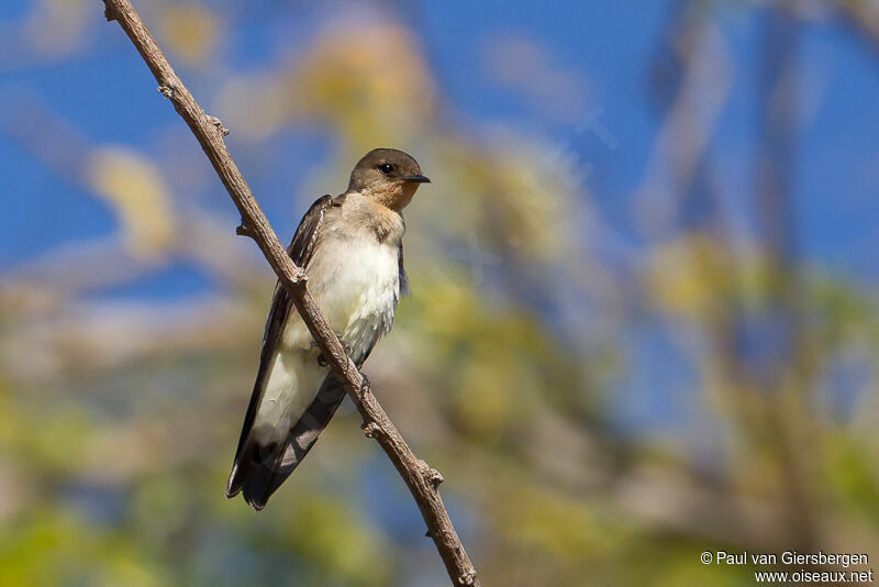 Southern Rough-winged Swallow