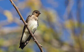 Southern Rough-winged Swallow