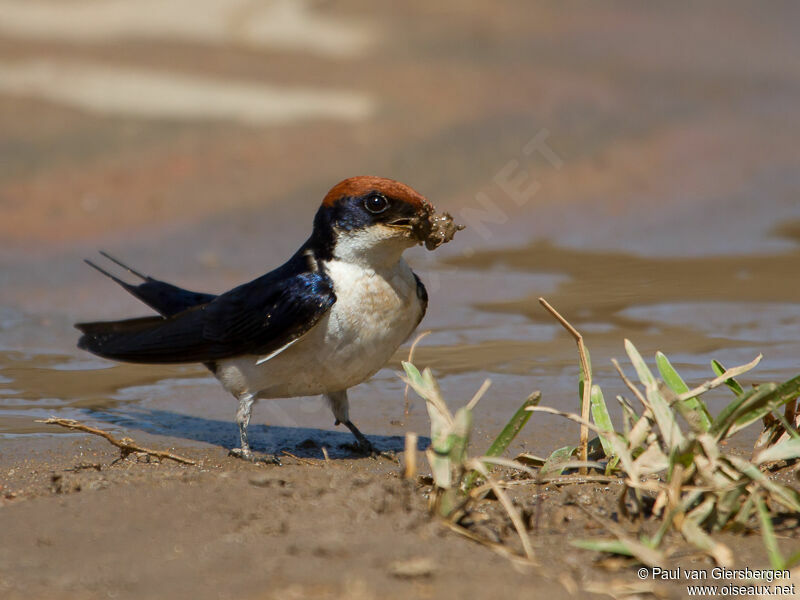 Wire-tailed Swallow