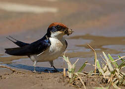 Wire-tailed Swallow