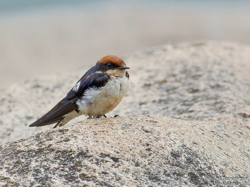 Wire-tailed Swallow