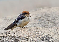 Wire-tailed Swallow