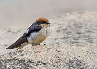 Hirondelle à longs brins