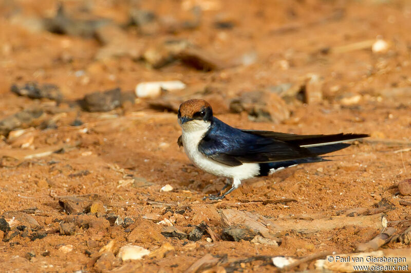 Hirondelle à longs brins