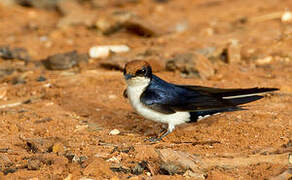 Wire-tailed Swallow