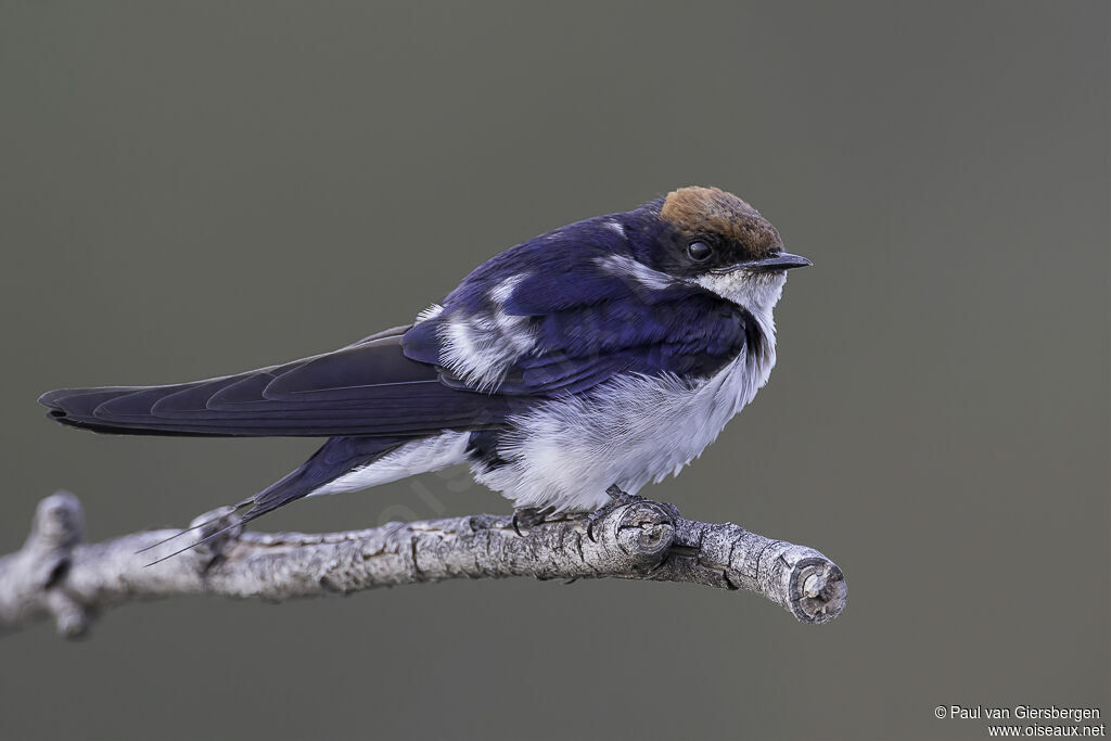 Wire-tailed Swallowadult