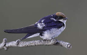 Wire-tailed Swallow