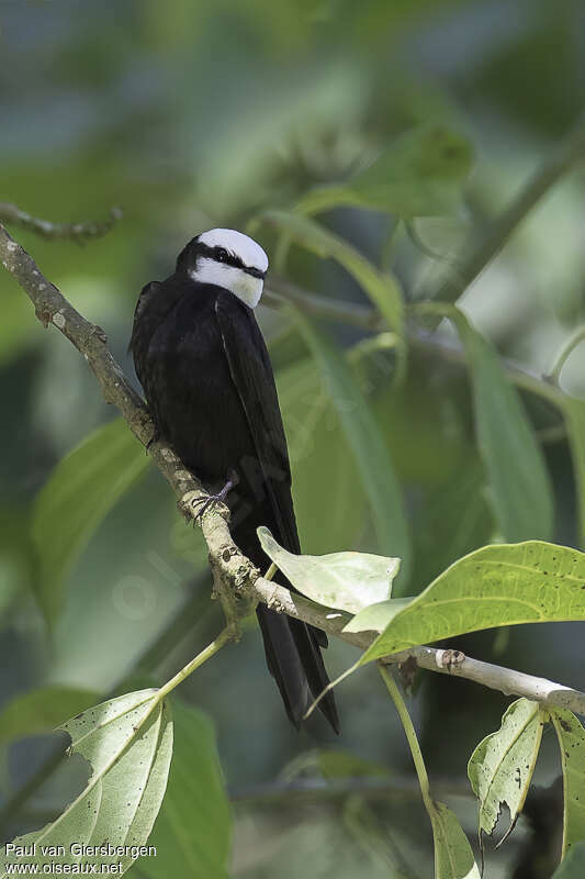 White-headed Saw-wing male adult, identification