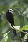 White-headed Saw-wing