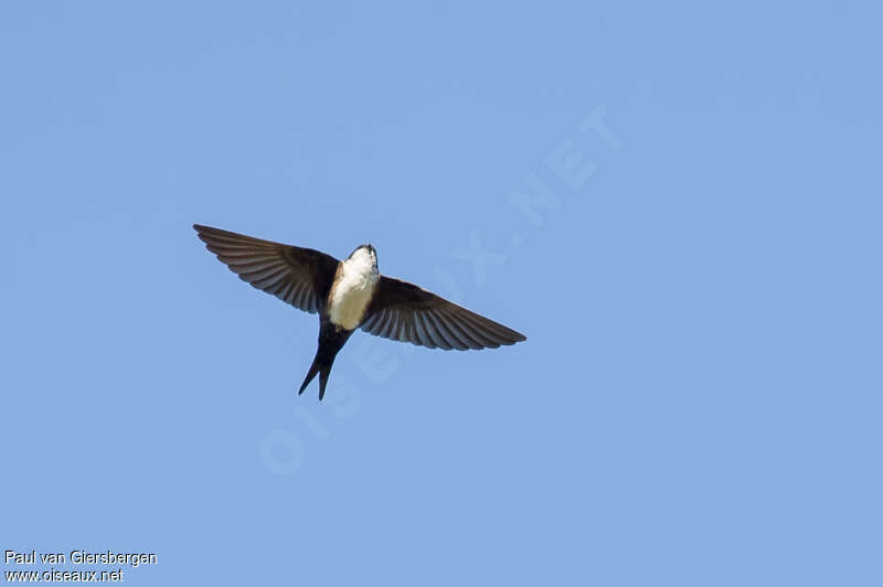 Hirondelle à tête noireadulte, identification