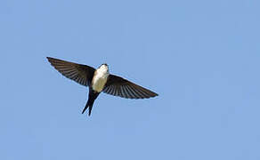 Black-capped Swallow