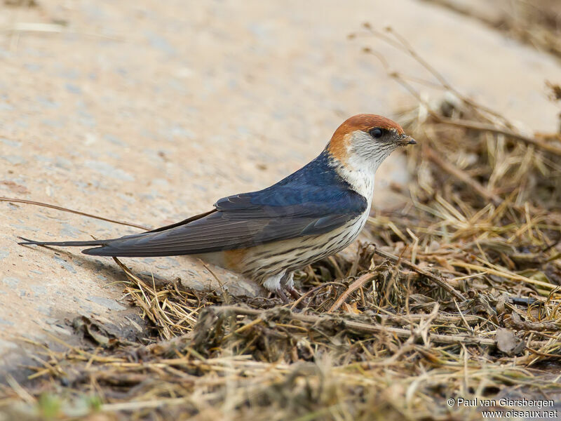 Hirondelle à tête rousseadulte