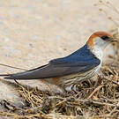 Hirondelle à tête rousse