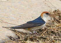 Hirondelle à tête rousse