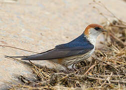 Greater Striped Swallow