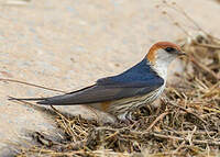 Hirondelle à tête rousse