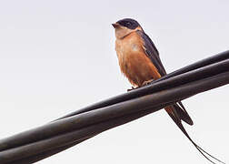 Red-breasted Swallow