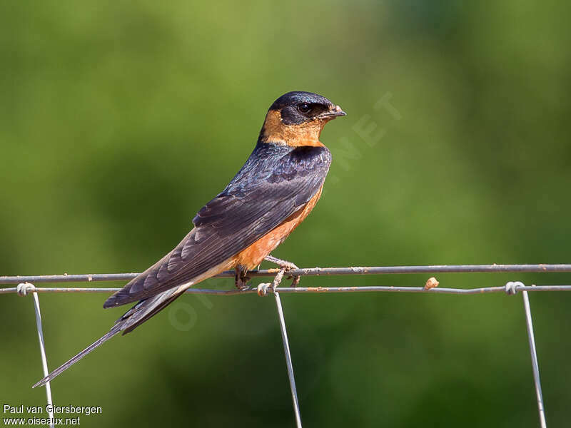 Red-breasted Swallowadult, identification