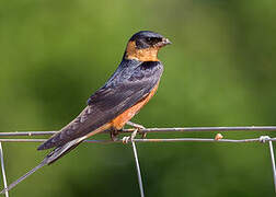 Red-breasted Swallow