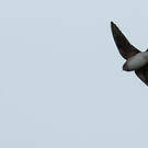 Hirondelle ariel