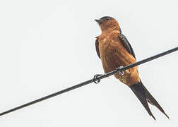 Rufous-bellied Swallow